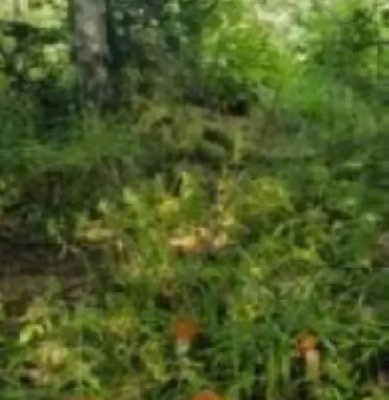 Semesterbostad Anna *